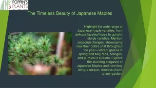 The Timeless Beauty of Japanese Maples
