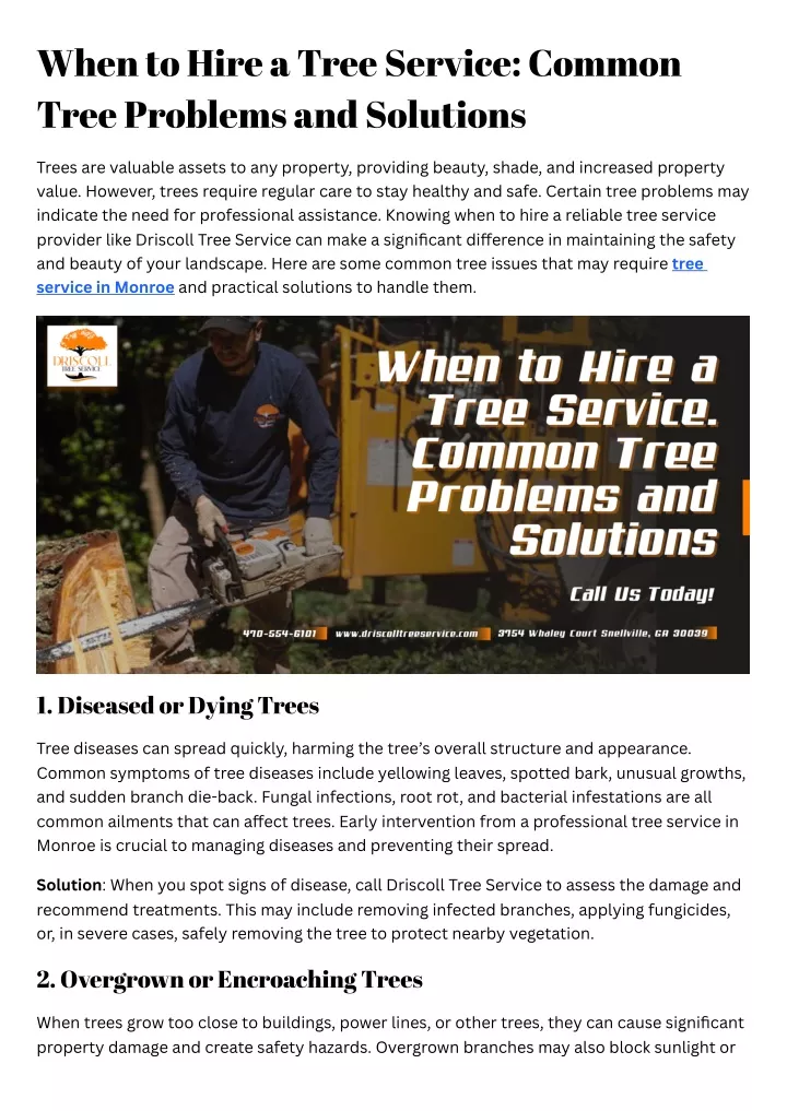 when to hire a tree service common tree problems