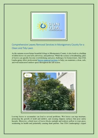 Comprehensive Leaves Removal Services in Montgomery County for a Clean and Tidy Lawn