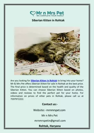 Siberian Kitten in Rohtak