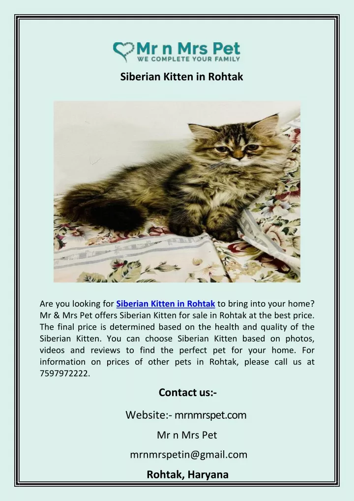 siberian kitten in rohtak