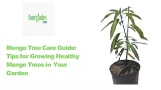 Mango Tree Care Guide: Tips for Growing Healthy Mango Trees in Your Garden