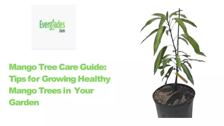 mango tree care guide tips for growing healthy