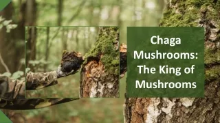 chaga mushrooms the king of mushrooms