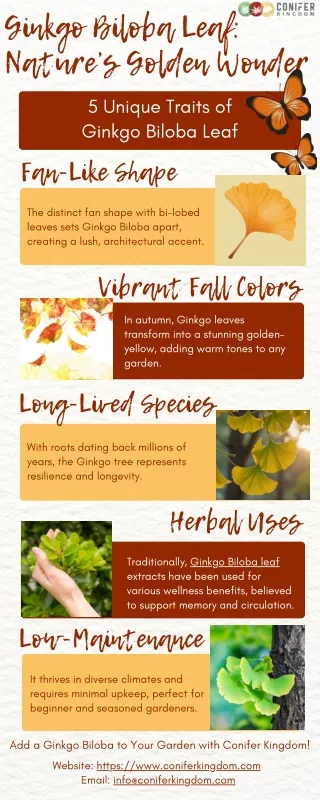 ginkgo biloba leaf nature s golden wonder