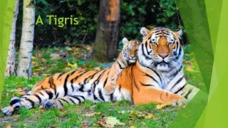 Tigris