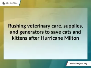 Rushing veterinary care, supplies, and generators to save cats and kittens after