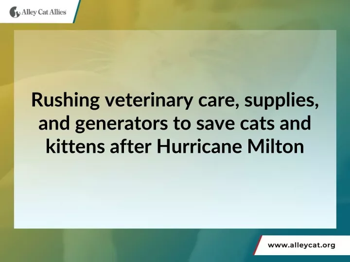 rushing veterinary care supplies and generators to save cats and kittens after hurricane milton