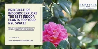 Bring Nature Indoors Explore the Best Indoor Plants for Your NYC Space!