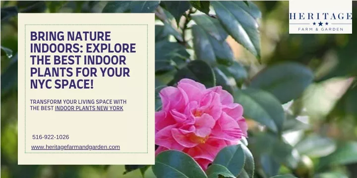 bring nature indoors explore the best indoor