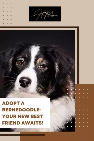 Adopt a Bernedoodle Your New Best Friend Awaits!