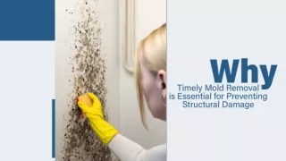 Quality Restoration Services for Fungal Contamination