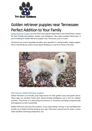 Golden retriever puppies near Tennessee Perfect Addition to Your Family