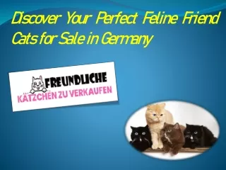 Discover Your Perfect Feline Friend Cats for Sale in Germany